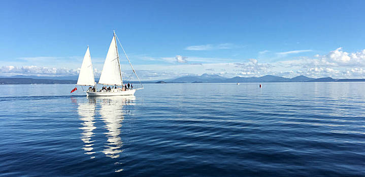 遊艇,帆船,航行,上方,湖,陶波,新,風景,白色,北島,新西蘭