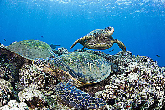 夏威夷,绿海,海龟,龟类,海洋,礁石