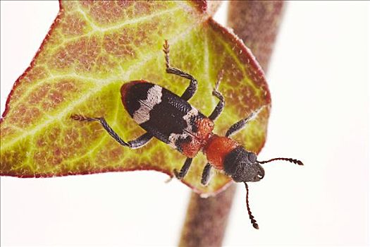 蚂蚁,甲虫