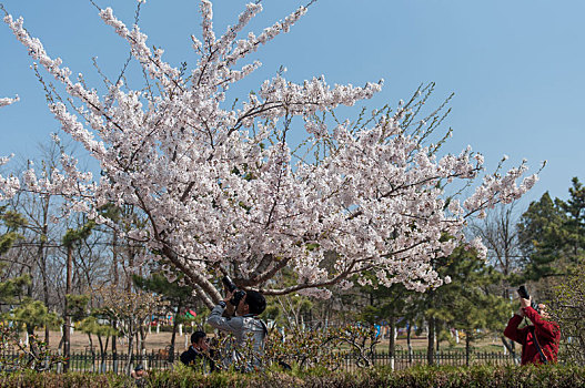 樱花节