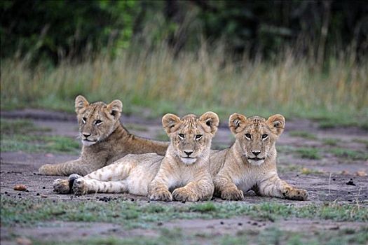 狮子,幼兽,国家公园,肯尼亚,东非