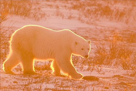 北极熊,逆光,落日,走,冰冻,地面,丘吉尔市,曼尼托巴,加拿大