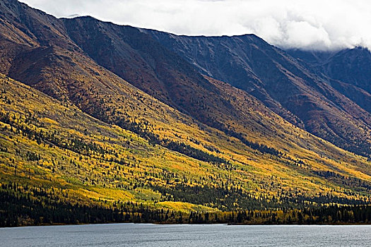 深秋,叶子,秋色,湖,道路,山坡,沿岸,山脉,后面,育空地区,加拿大