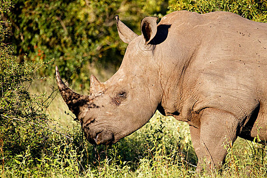 白犀牛,受伤,伦敦眼,克鲁格国家公园,南非,非洲