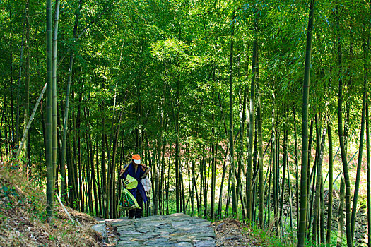 树林,竹林,翠竹,竹,绿色,山林