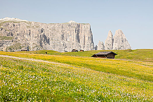 阿尔卑斯小屋,花,草地,正面,山