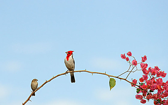 红雀,潘塔纳尔,巴西,南美
