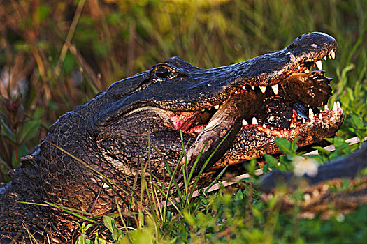 美国短吻鳄,吃,软,外皮,龟,大沼泽地国家公园,佛罗里达