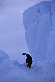 帝企鹅,冰架