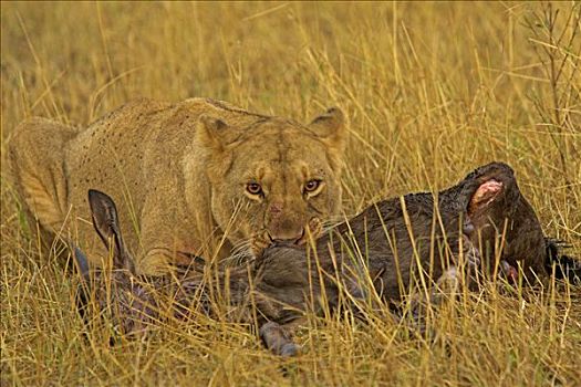 非洲狮,狮子,女性,畜体,马赛马拉国家保护区,肯尼亚