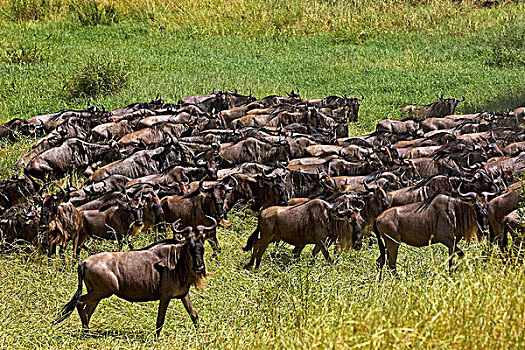 蓝角马,角马,牧群,迁徙,马赛马拉,公园,肯尼亚