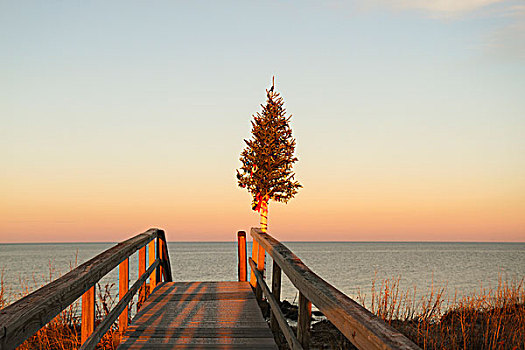圣诞树,结束,三明治,木板路,科德角,马萨诸塞,美国