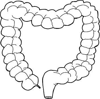 轮廓,大,肠胃