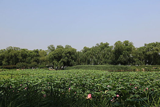 北京皇家园林颐和园耕织图景区荷花池