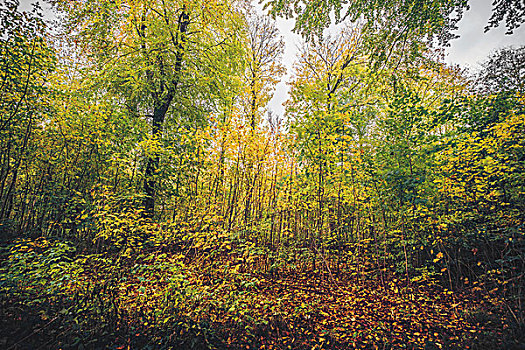 秋色,树林,秋叶,变化,彩色,绿色,黄色,秋天