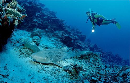 豹,鲨鱼,潜水者,斯米兰群岛,泰国,安达曼海