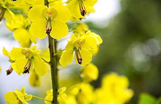 花朵苞蕾