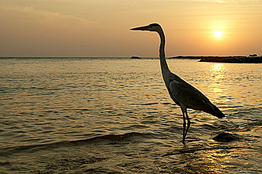 鹤,站立,日落,马尔代夫,印度洋