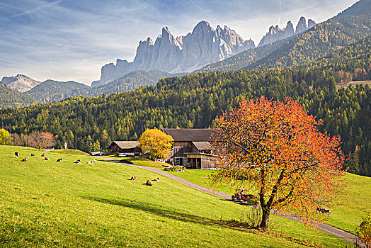 山,风景,山谷,樱桃树,清晰,蓝天,博尔查诺,省,特兰迪诺,意大利