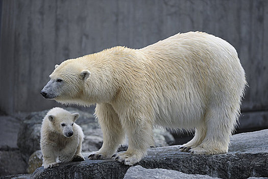 北极熊,幼兽