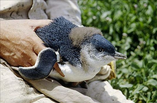 生物学家,拿着,小蓝企鹅,幼禽,新,翼,带,港口,维多利亚,澳大利亚
