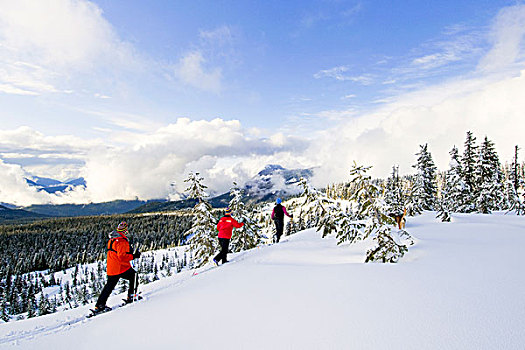 三个,狗,越野滑雪,靠近,河,不列颠哥伦比亚省,温哥华,海岸,山区,加拿大