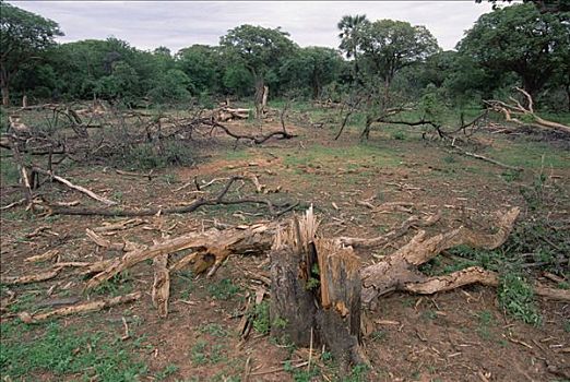 非洲象,损坏,假的,树林,国家公园,赞比亚