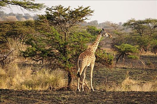 马赛长颈鹿,塞伦盖蒂国家公园,坦桑尼亚,非洲