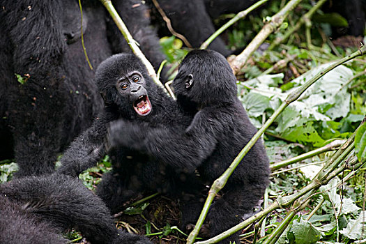 非洲,乌干达,国家公园,幼小,山地大猩猩,大猩猩,争斗