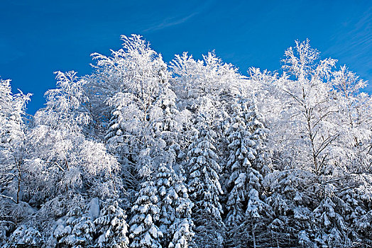 混交林,雪,靠近,巴伐利亚森林国家公园,下巴伐利亚,巴伐利亚,德国,欧洲