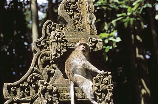 巴厘岛,格罗,计划,短尾猿,庙宇