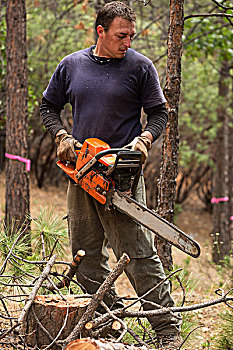 伐木工,落下,树,加利福尼亚,美国