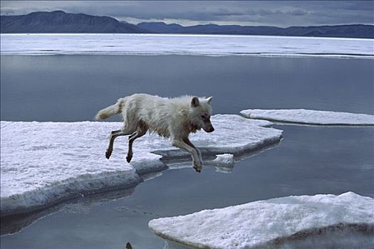 北极狼,狼,跳跃,浮冰,艾利斯摩尔岛,加拿大