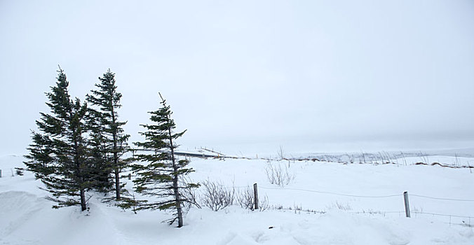 孤独的雪原上的几棵树
