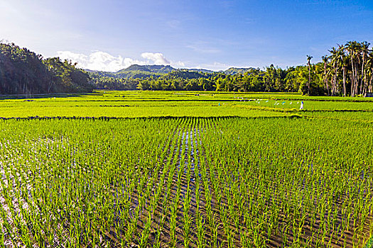 绿色,稻田,靠近,乡村,玛丽亚,岛屿,中心,米沙鄢,菲律宾,亚洲