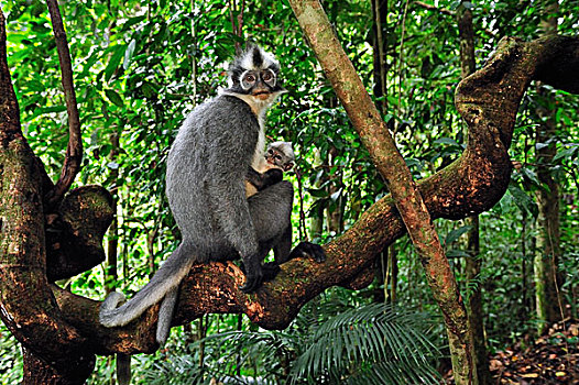 北方,叶子,猴子,古农列尤择国家公园,苏门答腊岛,印度尼西亚
