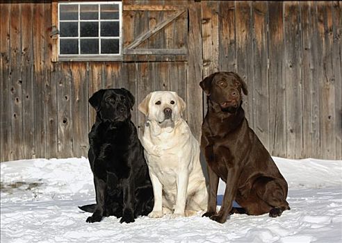 拉布拉多犬,狗,三个,毛皮,彩色