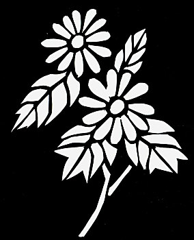 黑白,菊花