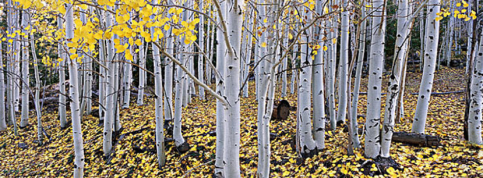 国家森林,白杨,白色,树皮,枝条,秋天,地面