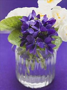 紫罗兰,水杯