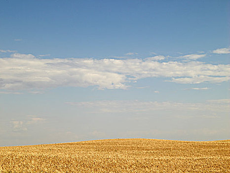 小麦,地点,就绪,丰收,夹锭钳,溪流,艾伯塔省,加拿大