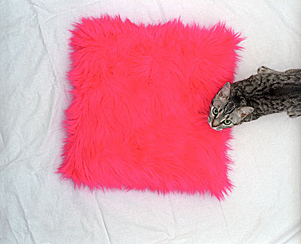 猫,粉色,枕头