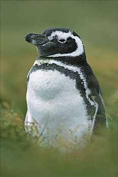 麦哲伦企鹅,小蓝企鹅,幼小,奥特威,巴塔哥尼亚,智利