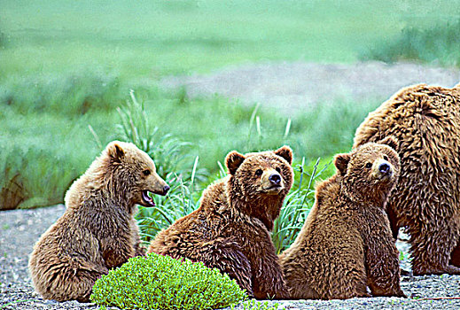 一岁,棕熊,幼兽,沿岸,阿拉斯加