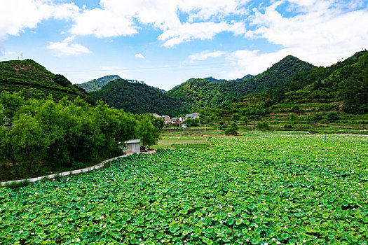 杭州千岛湖岭下湿地公园荷花盛开航拍