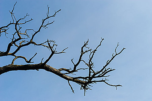 抽象,干燥,树枝,蓝天