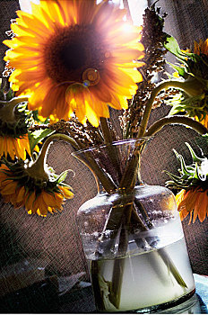 花瓶,向日葵