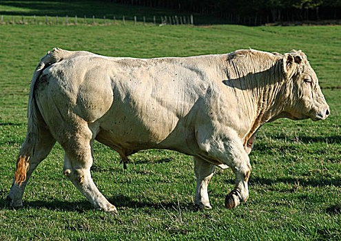 夏洛莱牛,母牛,满,长度,侧面视角