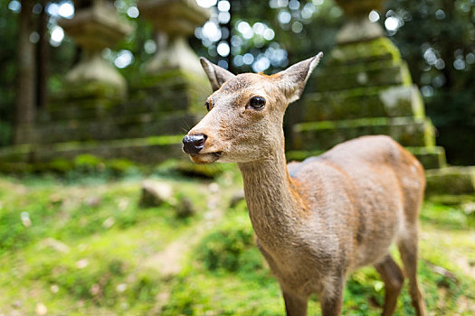 野生,鹿,日本寺庙