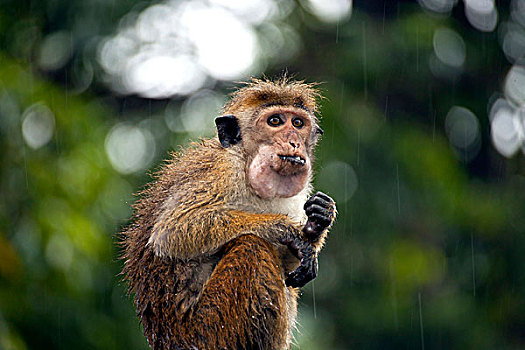 无边帽,短尾猿,吃,雨,康提,斯里兰卡,印度洋